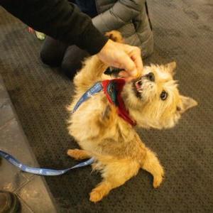 A small dog wearing a red bandana around it's neck standing on its hind legs with front arms up high reaching for a treat that an individual is holding up close to their mouth.  (Flourish Festival 2024)